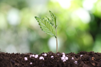 Photo of Growing plant and fertilizer on soil against blurred background. Gardening time