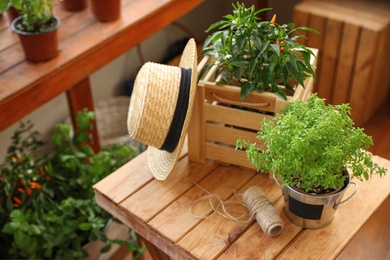 Seedlings, wooden crate, straw hat and rope on wooden table indoors. Gardening tools