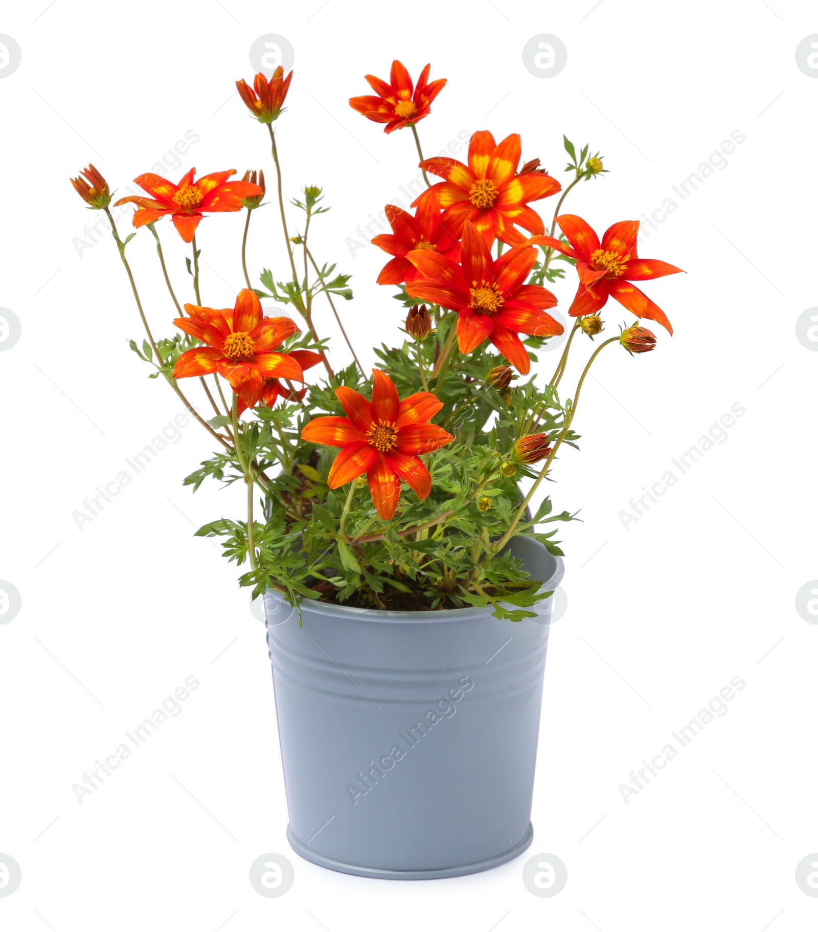 Photo of Beautiful bidens ferulifolia flowers in grey pot isolated on white