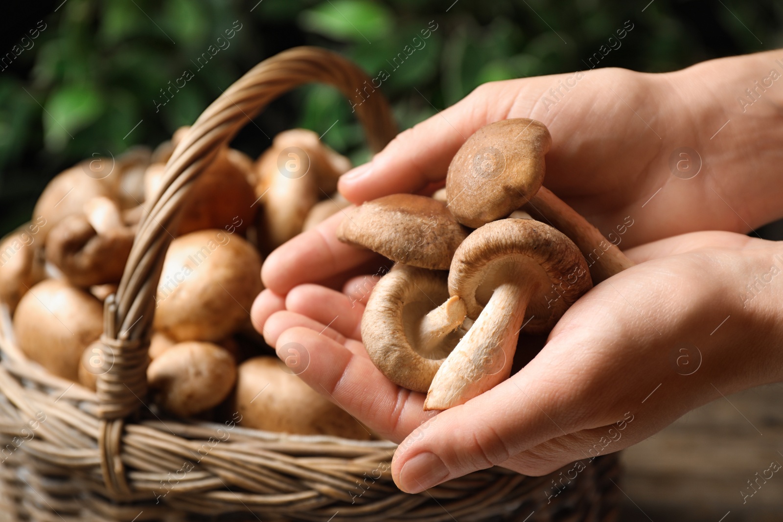 Photo of Woman holding fresh wild mushrooms near basket on blurred background, closeup