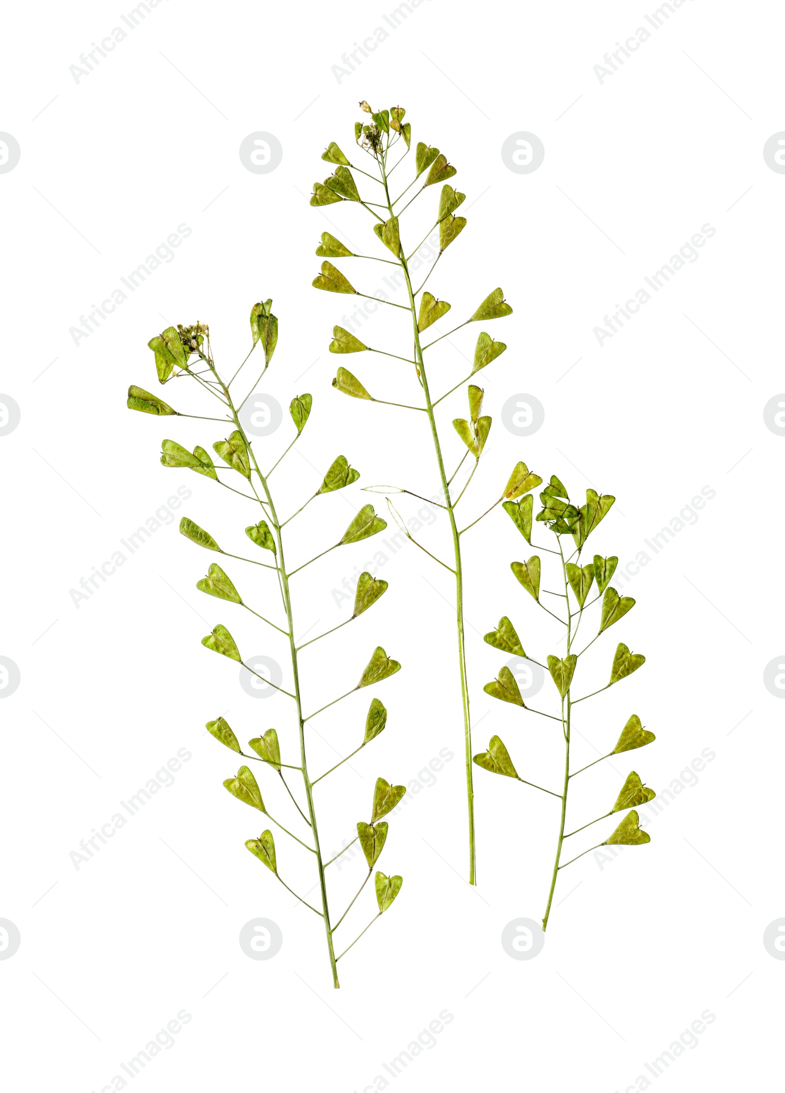 Photo of Dried shepherd's purse flowers on white background