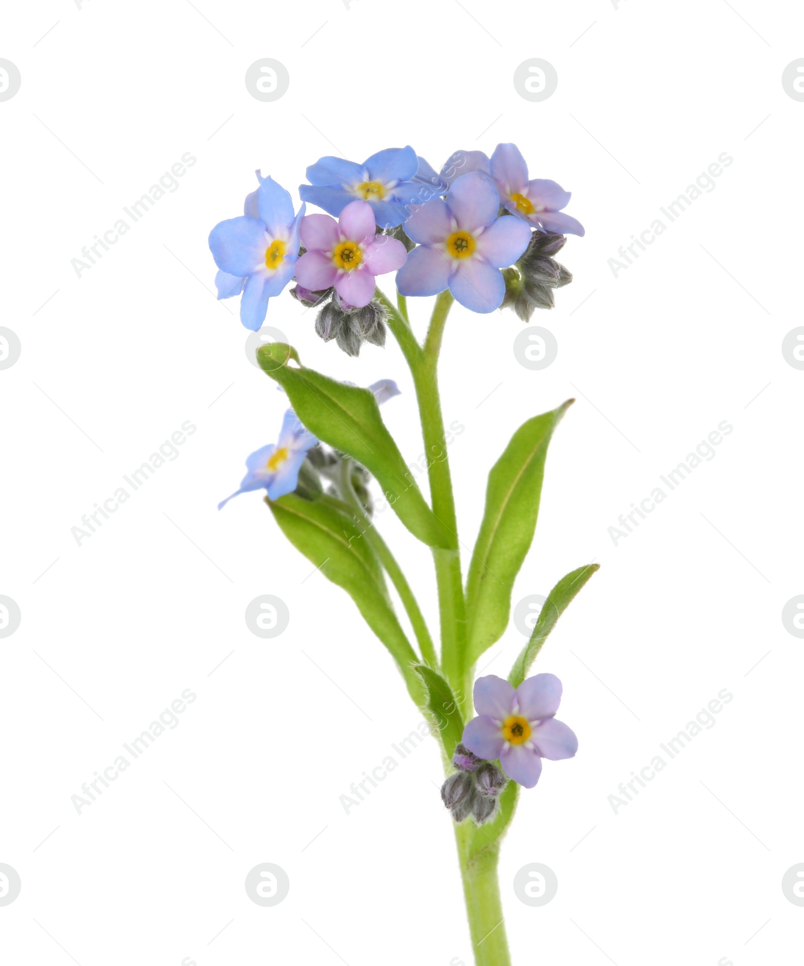 Photo of Amazing spring forget-me-not flowers on white background