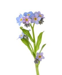 Photo of Amazing spring forget-me-not flowers on white background