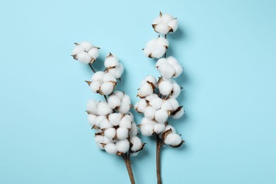 Photo of Branches with cotton flowers on light blue background, top view