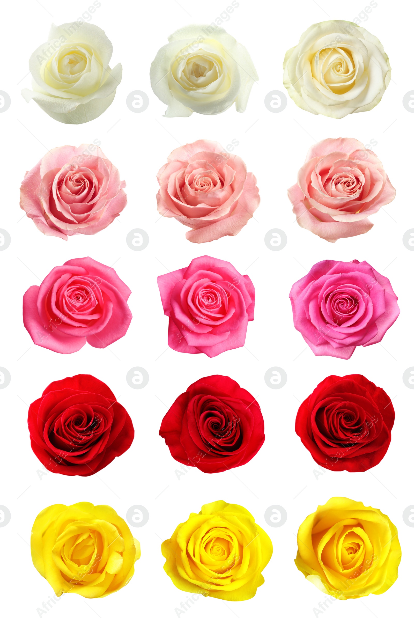 Image of Set of different roses on white background