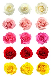 Set of different roses on white background