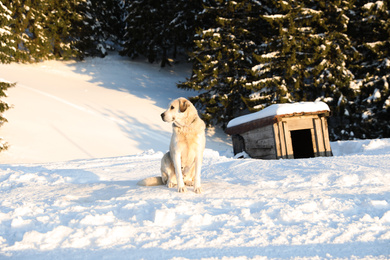 Photo of Cute dog outdoors on snowy winter day. Funny pet