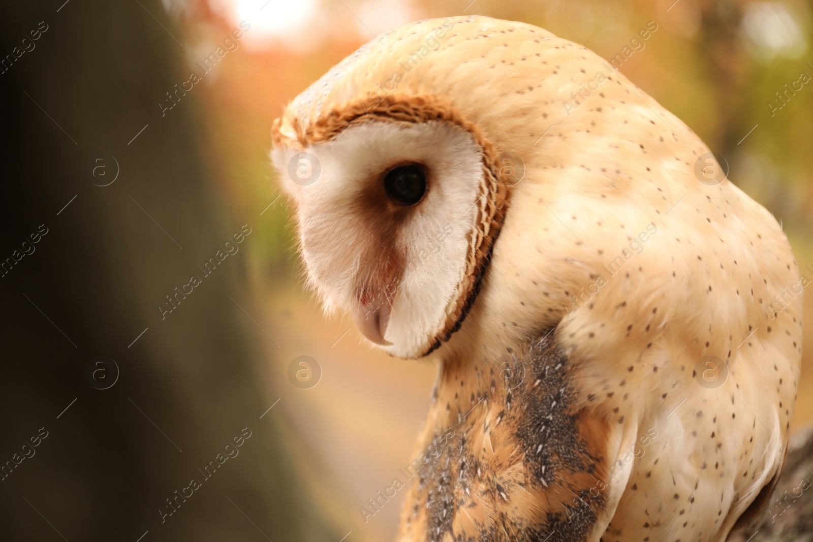 Photo of Beautiful common barn owl outdoors. Bird of prey