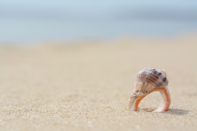 Photo of Closeup view of beautiful seashell on beach sand. Space for text