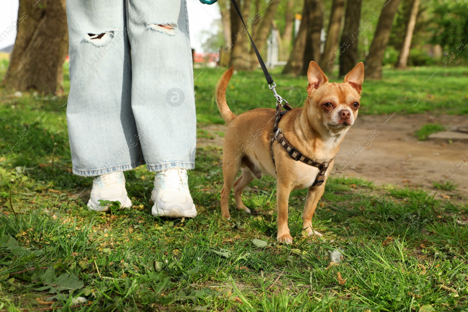 Photo of Woman walking with her chihuahua dog on green grass in park, closeup