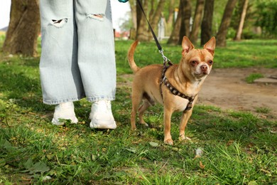 Woman walking with her chihuahua dog on green grass in park, closeup