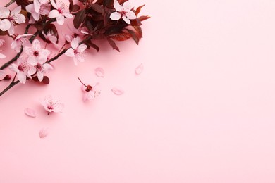 Spring tree branches with beautiful blossoms, flowers and petals on pink background, flat lay. Space for text