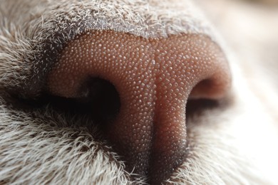 Photo of Cat, macro photo of nose. Cute pet