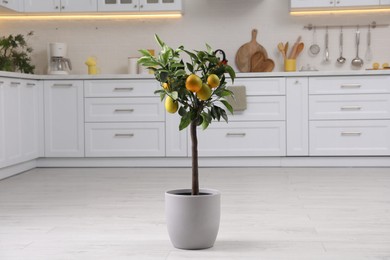 Photo of Potted lemon tree with ripe fruits on floor in kitchen