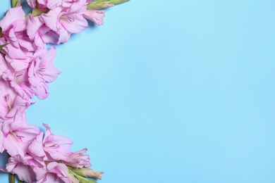 Photo of Flat lay composition with beautiful gladiolus flowers on blue background. Space for text