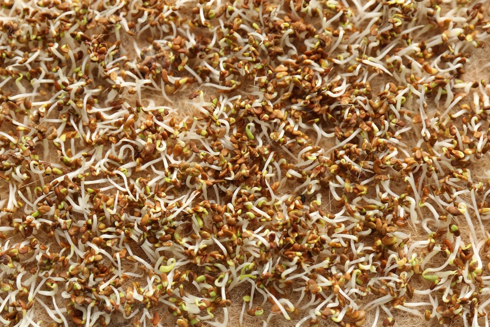 Photo of Growing microgreens. Many sprouted arugula seeds on mat, top view