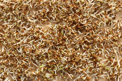 Photo of Growing microgreens. Many sprouted arugula seeds on mat, top view