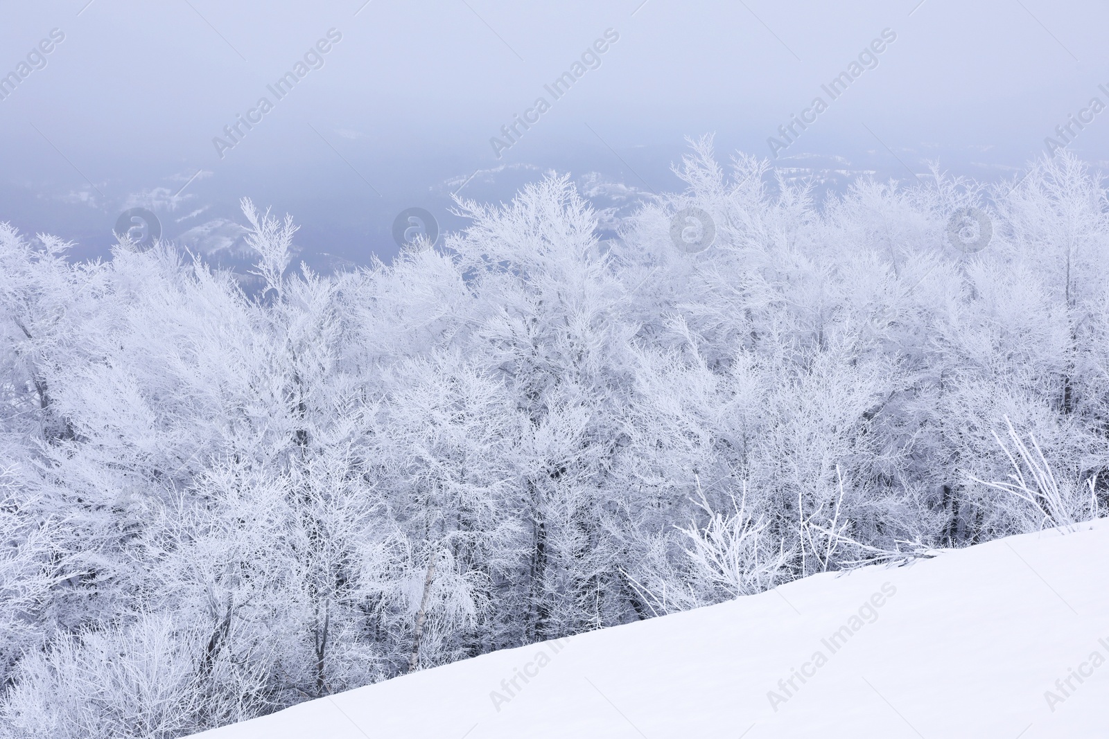 Photo of Beautiful view of trees covered with snow in mountains on winter day