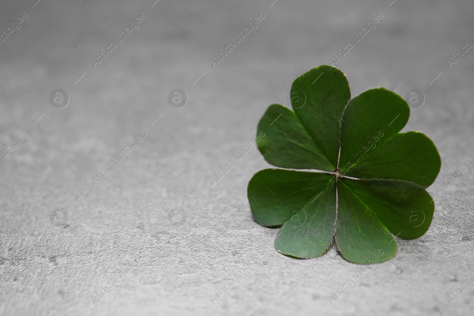 Photo of Green four leaf clover on grey table, closeup. Space for text
