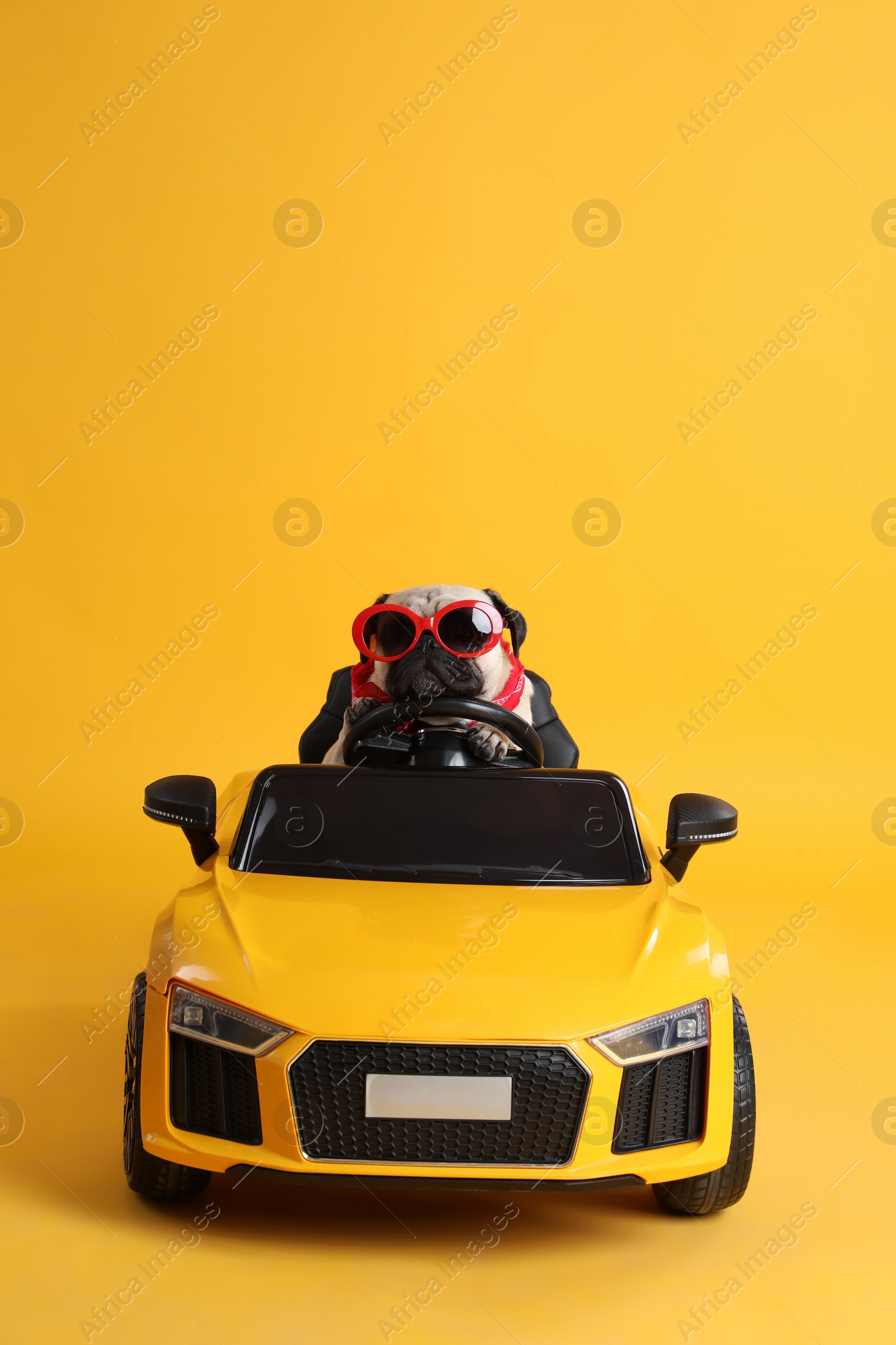 Photo of Funny pug dog with sunglasses in toy car on yellow background