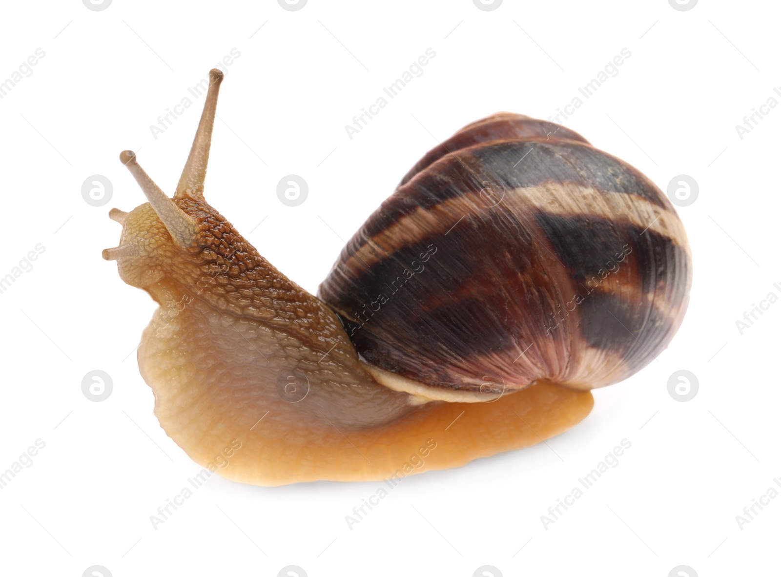 Photo of Common garden snail crawling on white background