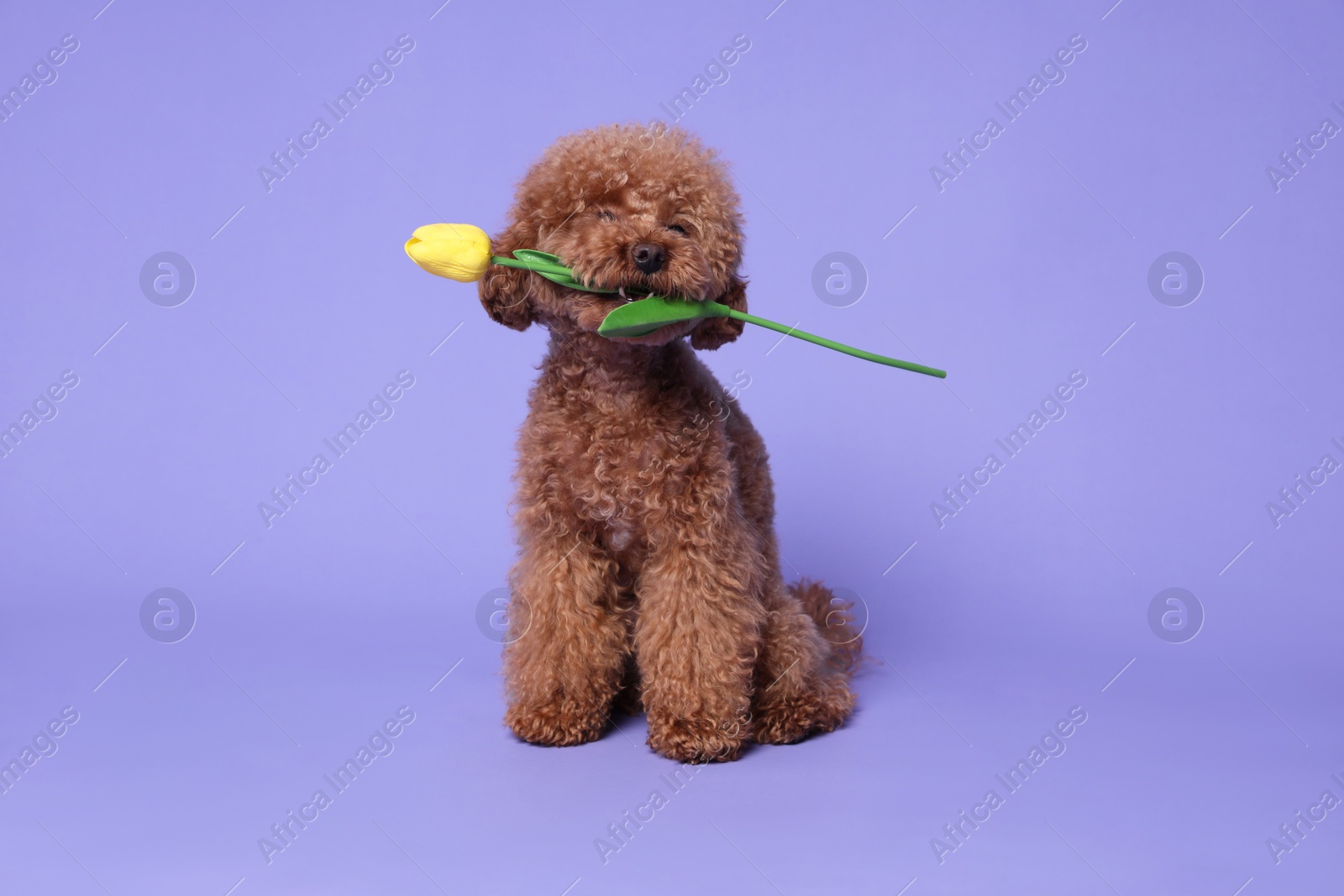 Photo of Cute Maltipoo dog holding yellow tulip flower on light purple background