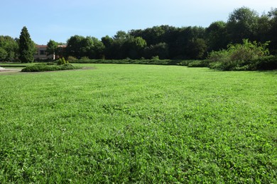 Beautiful fresh green grass on sunny day