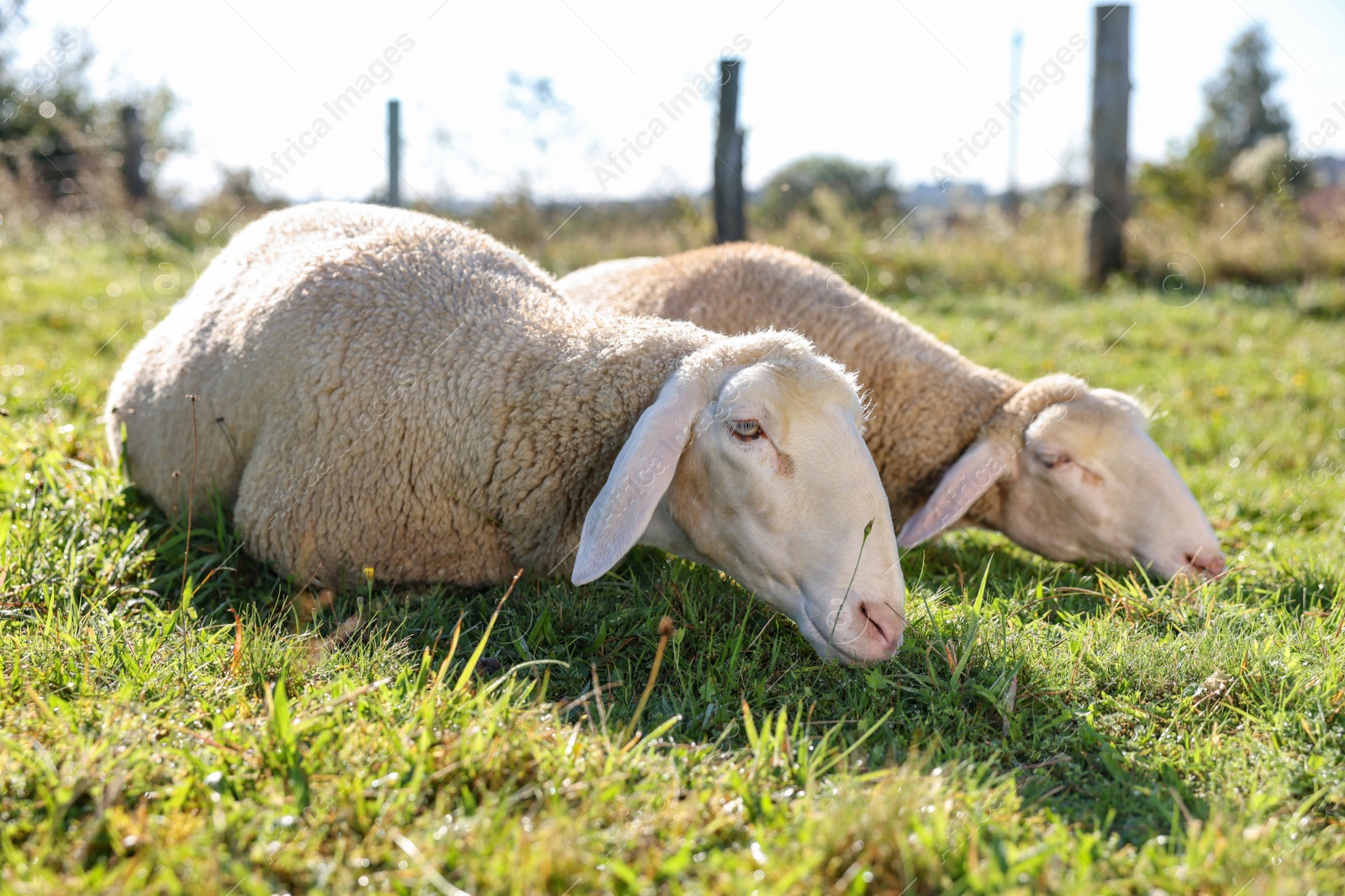 Photo of Cute sheep grazing outdoors on sunny day. Farm animals