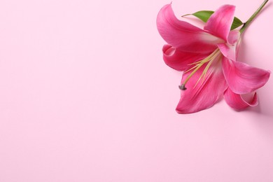 Photo of Beautiful pink lily flower on color background, top view. Space for text