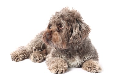 Photo of Cute Maltipoo dog lying on white background. Lovely pet