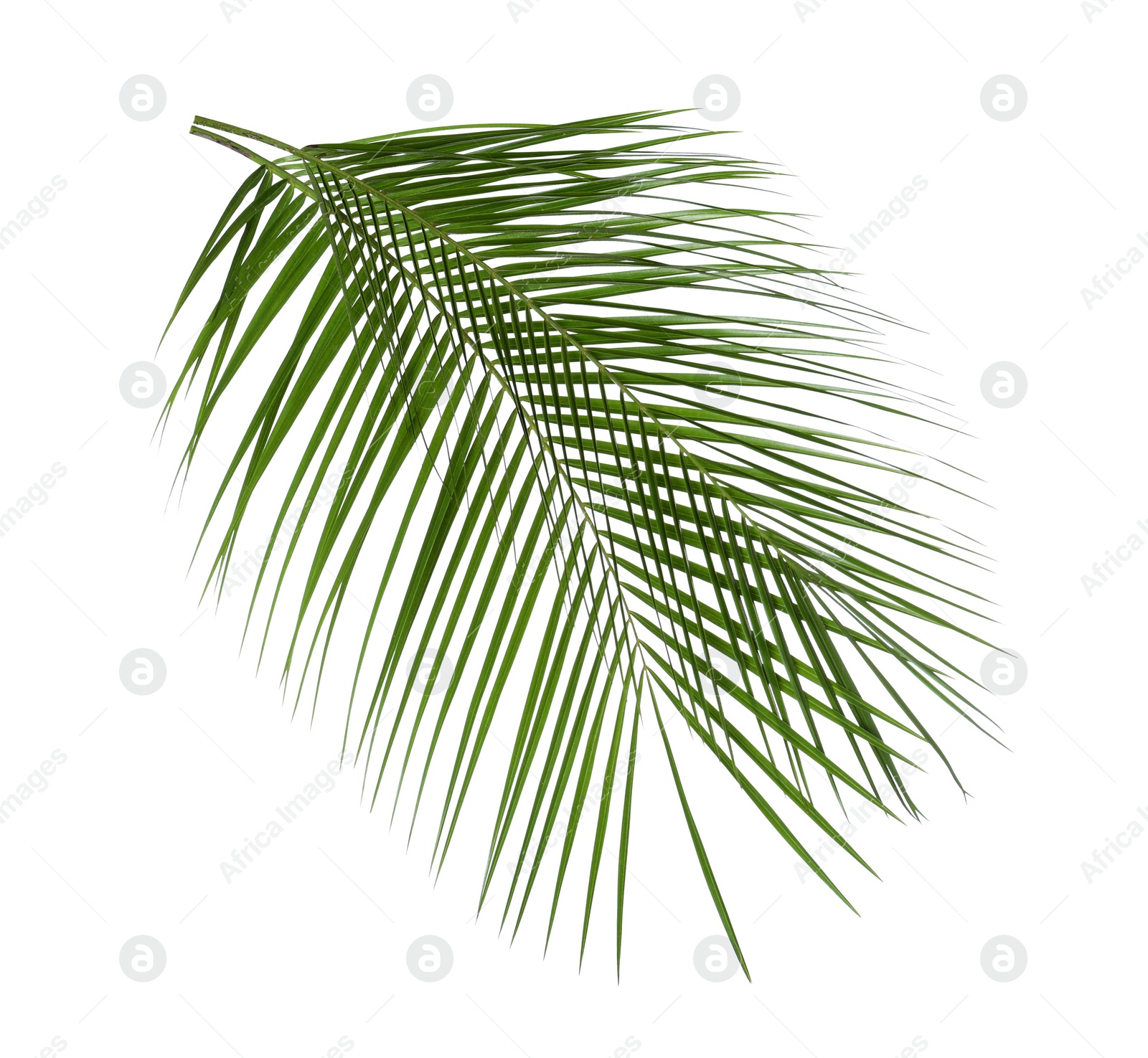 Photo of Beautiful lush tropical leaves isolated on white