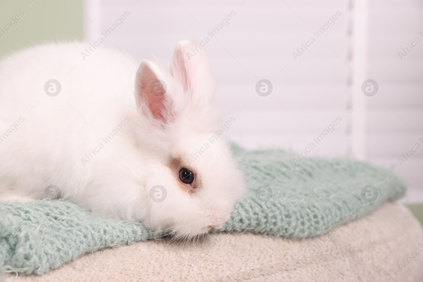 Photo of Fluffy white rabbit on soft blanket indoors, space for text. Cute pet