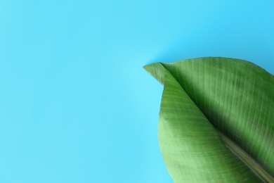 Photo of Fresh green banana leaf on color background, top view with space for text. Tropical foliage