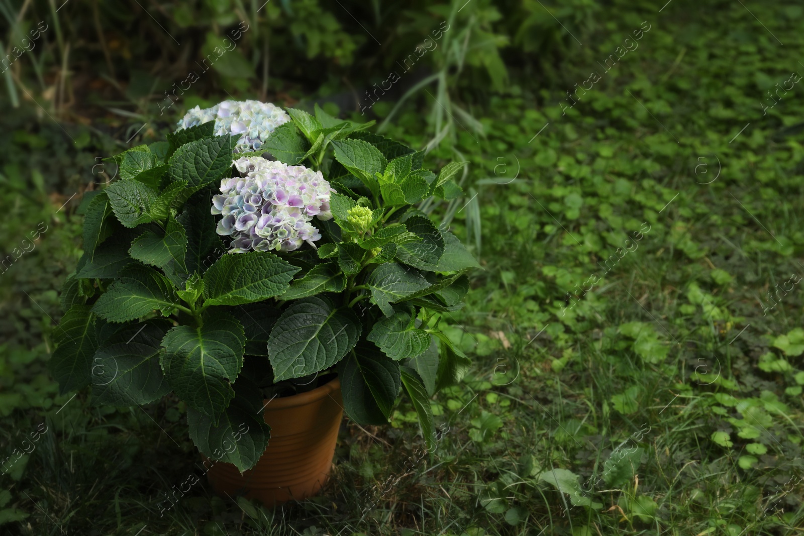 Photo of Beautiful blooming hortensia plant in pot outdoors. Space for text