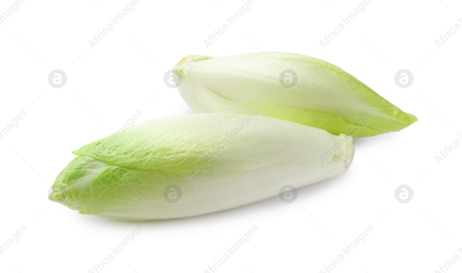 Photo of Raw ripe chicories on white background. Belgian endive