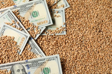 Photo of Dollar banknotes on wheat grains, above view. Agricultural business