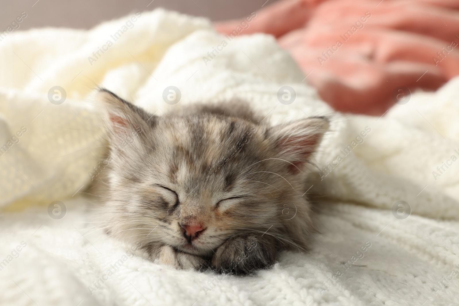 Photo of Cute kitten sleeping on white knitted blanket