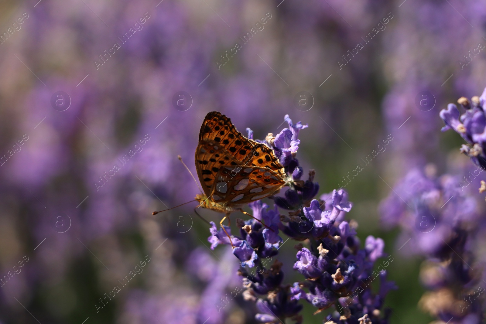 Photo of Beautiful butterfly in lavender field on summer day, closeup