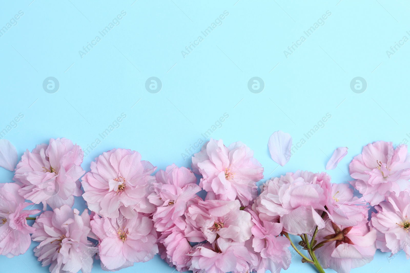 Photo of Beautiful sakura blossom on light blue background, space for text. Japanese cherry