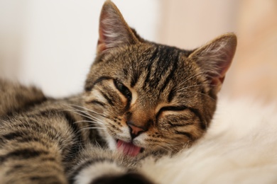 Photo of Cute tabby cat lying on faux fur, closeup. Lovely pet
