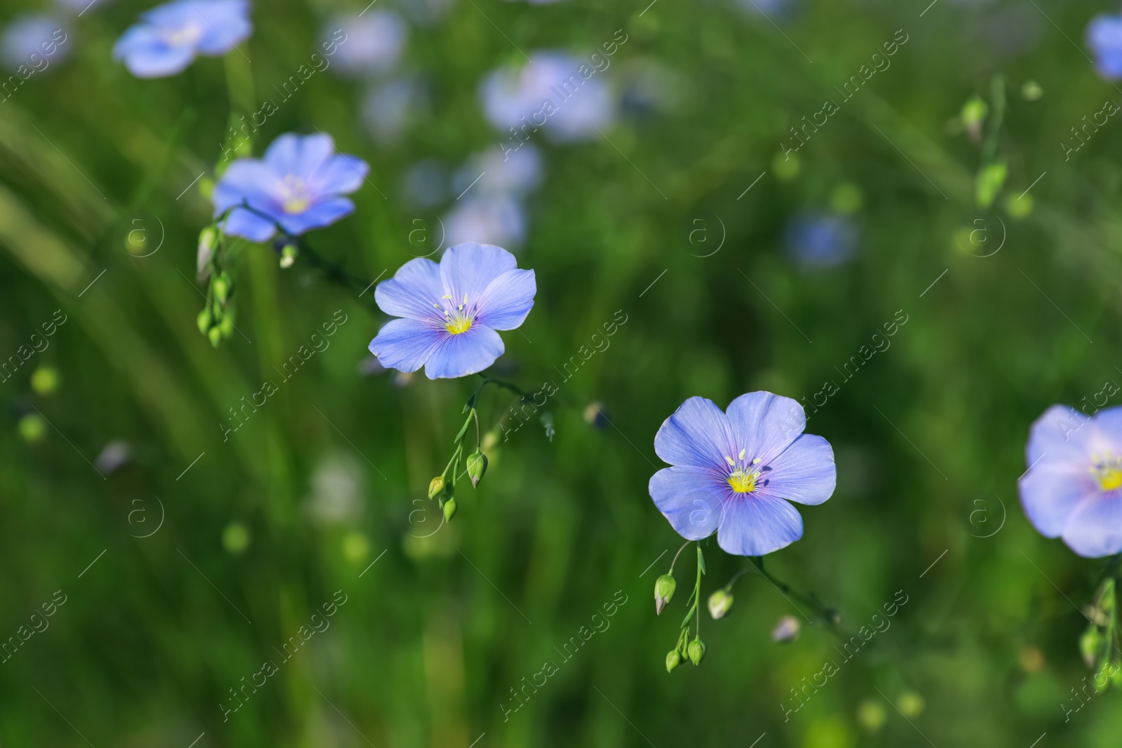 Photo of Many beautiful blooming flax plants in meadow