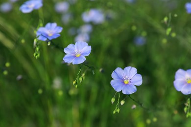 Many beautiful blooming flax plants in meadow