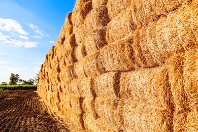 Photo of Many hay bales outdoors on sunny day