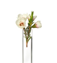 Photo of Chamelaucium flowers in test tube on white background