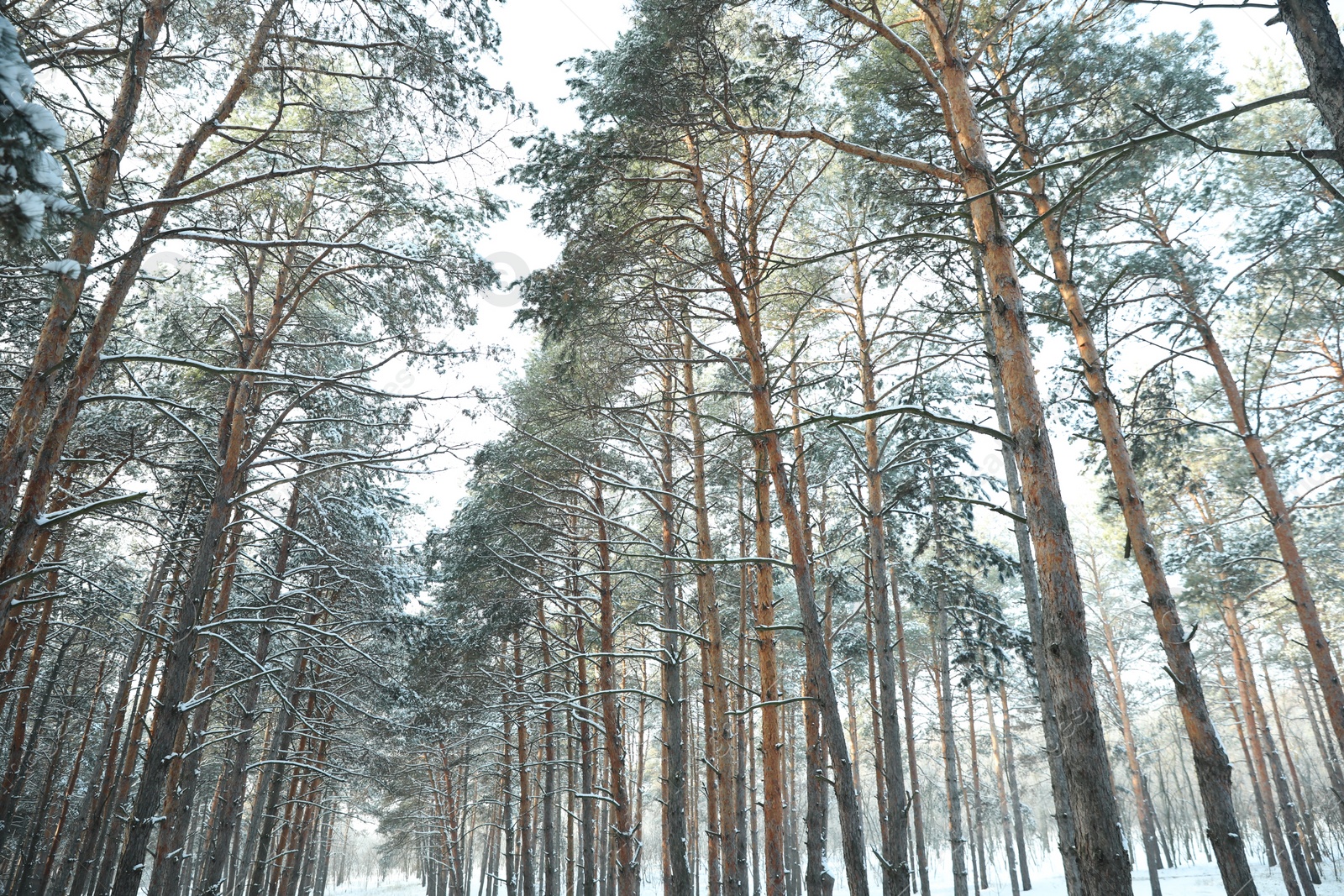 Photo of Beautiful forest covered with snow in winter