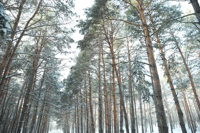Photo of Beautiful forest covered with snow in winter
