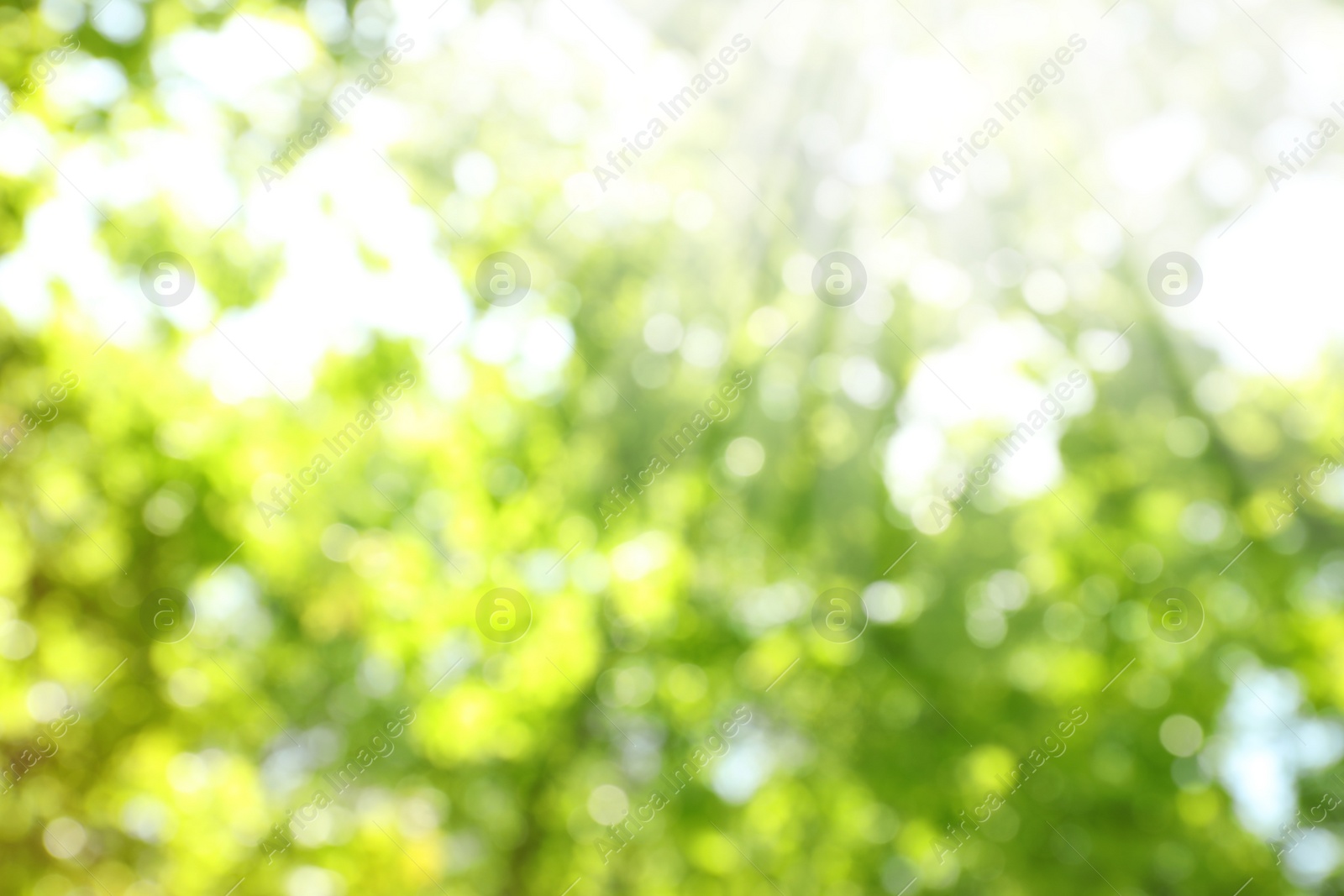 Photo of Blurred view of abstract green background. Bokeh effect