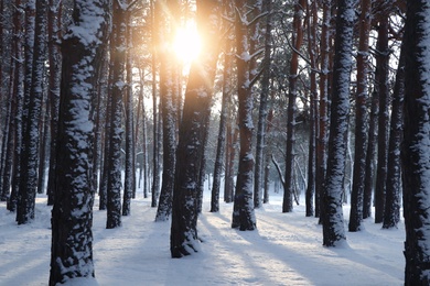 Picturesque view of beautiful snowy forest in winter morning