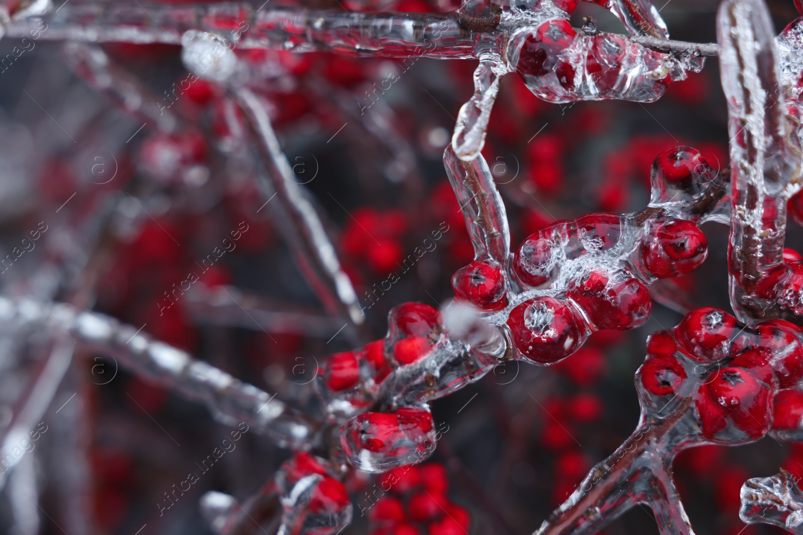 Photo of Tree with red berries in ice glaze outdoors on winter day, closeup