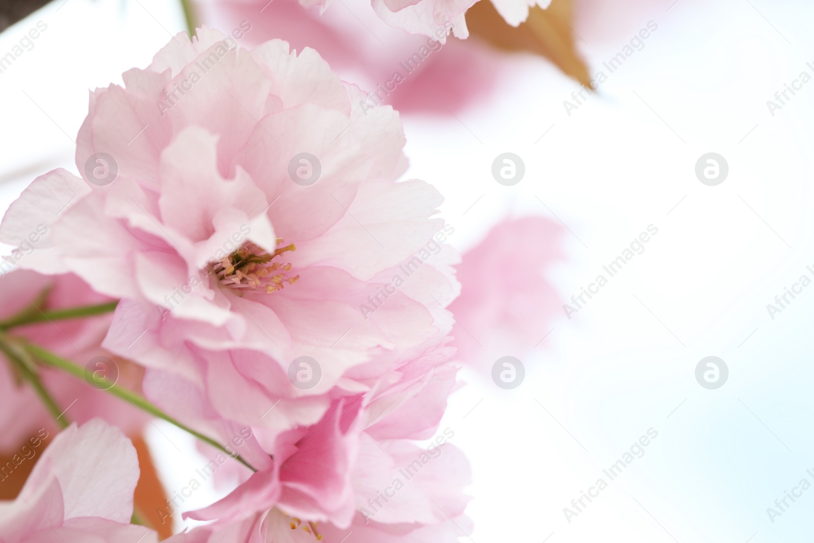 Photo of Beautiful pink flowers of blossoming sakura tree outdoors, closeup. Space for text